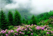 HACI ADAMLARUNİ ÇEK, TAHMİNUM İKİİİİİİİ UÇ ( 40 )